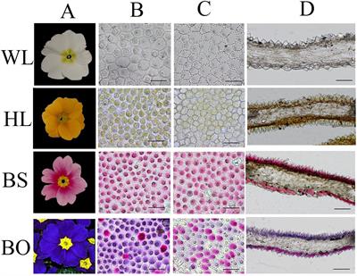 Frontiers | Characterization of Metabolites and Transcripts Involved in